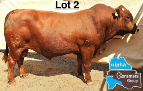 1 X BONSMARA BULL MEDUPI BONSMARAS