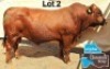 1 X BONSMARA BULL MEDUPI BONSMARAS