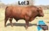 1 X BONSMARA BULL GREENWAY