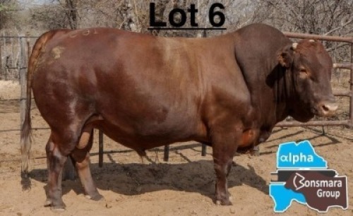 1 X BONSMARA BULL PC BONSMARAS