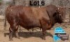 1 X BONSMARA BULL PC BONSMARAS