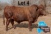 1 X BONSMARA BULL PC BONSMARAS