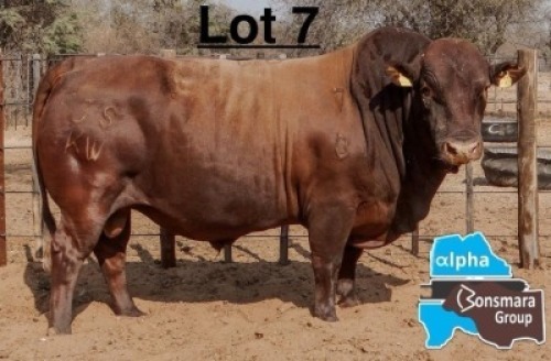 1 X BONSMARA BULL PC BONSMARAS