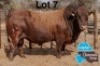 1 X BONSMARA BULL PC BONSMARAS