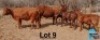 1+1 X BONSMARA COW & CALF PC BONSMARAS