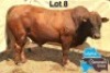 1 X BONSMARA BULL MEDUPI BONSMARAS