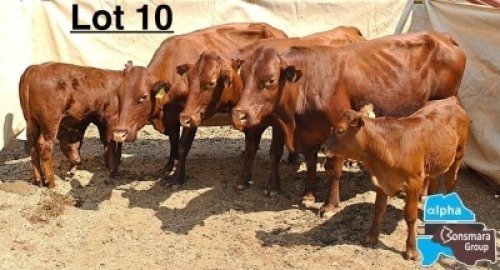 3+3 X BONSMARA COW & CALF MEDUPI BONSMARAS (Per animal to take the lot)