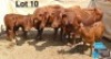 3+3 X BONSMARA COW & CALF MEDUPI BONSMARAS (Per animal to take the lot)