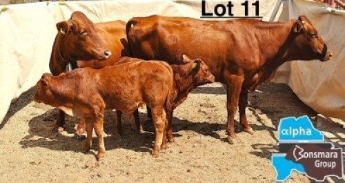 2+2 X BONSMARA COW & CALF MEDUPI BONSMARAS (Per animal to take the lot)