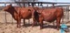 2 X BONSMARA COW PC BONSMARAS (Per animal to take the lot)