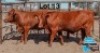 2 X BONSMARA COW PC BONSMARAS (Per animal to take the lot)