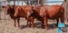 3 X BONSMARA HEIFER PC BONSMARAS (Per animal to take the lot)