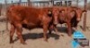 2 X BONSMARA HEIFER PC BONSMARAS (Per animal to take the lot)