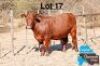 1 X BONSMARA HEIFER MAKANYANE BONSMARAS