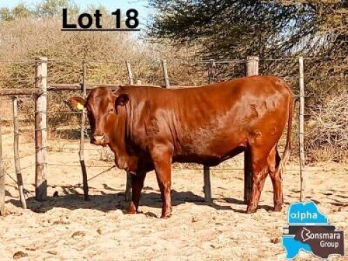1 X BONSMARA HEIFER MAKANYANE BONSMARAS