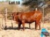 1 X BONSMARA HEIFER MAKANYANE BONSMARAS