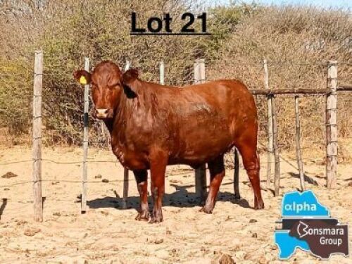 1 X BONSMARA HEIFER MAKANYANE BONSMARAS