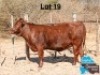 1 X BONSMARA HEIFER MAKANYANE BONSMARAS