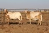4 X MEATMASTERS OOI/EWE DIDYMUS MEATMASTERS - 2
