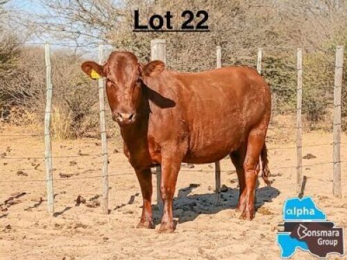 1 X BONSMARA HEIFER MAKANYANE BONSMARAS