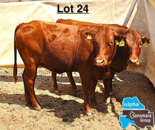 2 X BONSMARA HEIFER MEDUPI BONSMARAS (Per animal to take the lot)