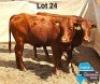 2 X BONSMARA HEIFER MEDUPI BONSMARAS (Per animal to take the lot)