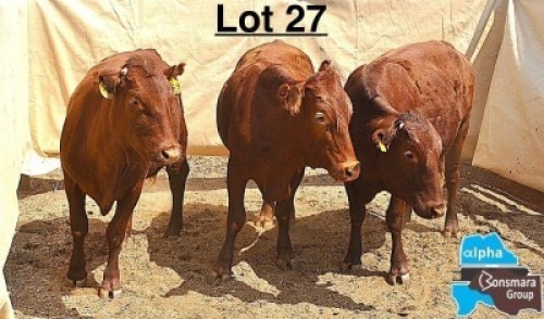 3 X BONSMARA HEIFER MEDUPI BONSMARAS (Per animal to take the lot)