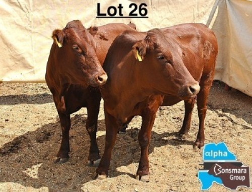 2 X BONSMARA HEIFER MEDUPI BONSMARAS (Per animal to take the lot)