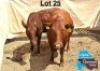 2 X BONSMARA HEIFER MEDUPI BONSMARAS (Per animal to take the lot)