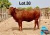 1 X BONSMARA HEIFER MAKANYANE BONSMARAS
