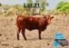 1 X BONSMARA HEIFER MAKANYANE BONSMARAS
