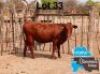 1 X BONSMARA HEIFER MAKANYANE BONSMARAS