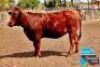 1 X BONSMARA HEIFER MAKANYANE BONSMARAS