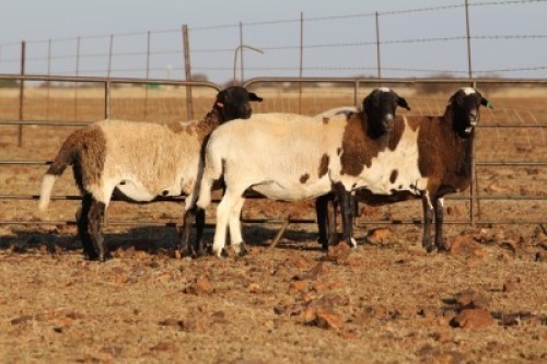 3 X MEATMASTERS OOI/EWE DIDYMUS MEATMASTERS