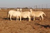 3 X MEATMASTERS OOI/EWE DIDYMUS MEATMASTERS