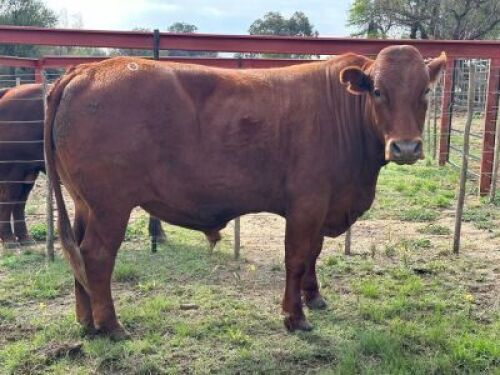 1 X BONSMARA OX (645kg) - FUNDRAISER LOT NO VAT