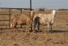 3 X MEATMASTERS OOI/EWE DIDYMUS MEATMASTERS - 2