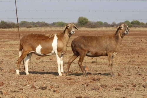 2 X MEATMASTERS OOI/EWE DIDYMUS MEATMASTERS