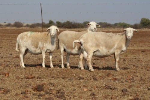 3 X MEATMASTERS OOI/EWE DIDYMUS MEATMASTERS