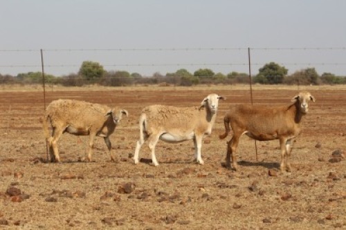 3 X MEATMASTERS OOI/EWE DIDYMUS MEATMASTERS