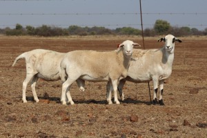 3 X MEATMASTERS OOI/EWE DIDYMUS MEATMASTERS