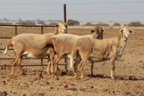 3 X MEATMASTERS OOI/EWE DIDYMUS MEATMASTERS