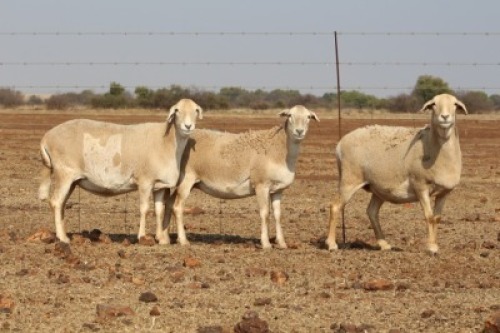 3 X MEATMASTERS OOI/EWE DIDYMUS MEATMASTERS