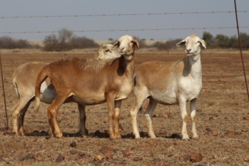 3 X MEATMASTERS OOI/EWE DIDYMUS MEATMASTERS