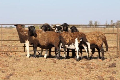 6 X MEATMASTERS OOI/EWE DIDYMUS MEATMASTERS