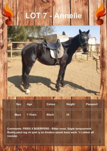 1 X ANNELIE HORSE MARE VOORSPOED BOERDERY - DANIE TERBLANCH