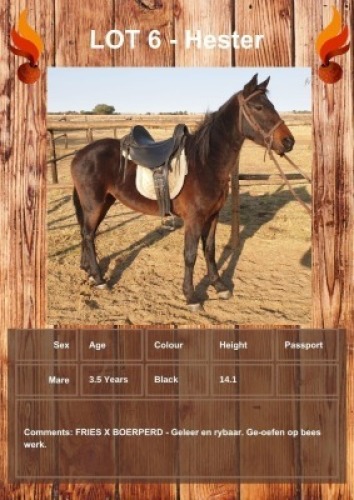 1 X HESTER HORSE MARE VOORSPOED BOERDERY - DANIE TERBLANCH