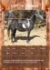 1 X BIANCA HORSE MARE VOORSPOED BOERDERY - DANIE TERBLANCH