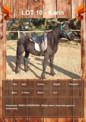1 X KARIN HORSE MARE VOORSPOED BOERDERY - DANIE TERBLANCH
