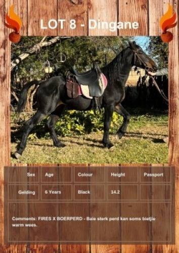 1 X DINGANE HORSE GELDING VOORSPOED BOERDERY - DANIE TERBLANCH